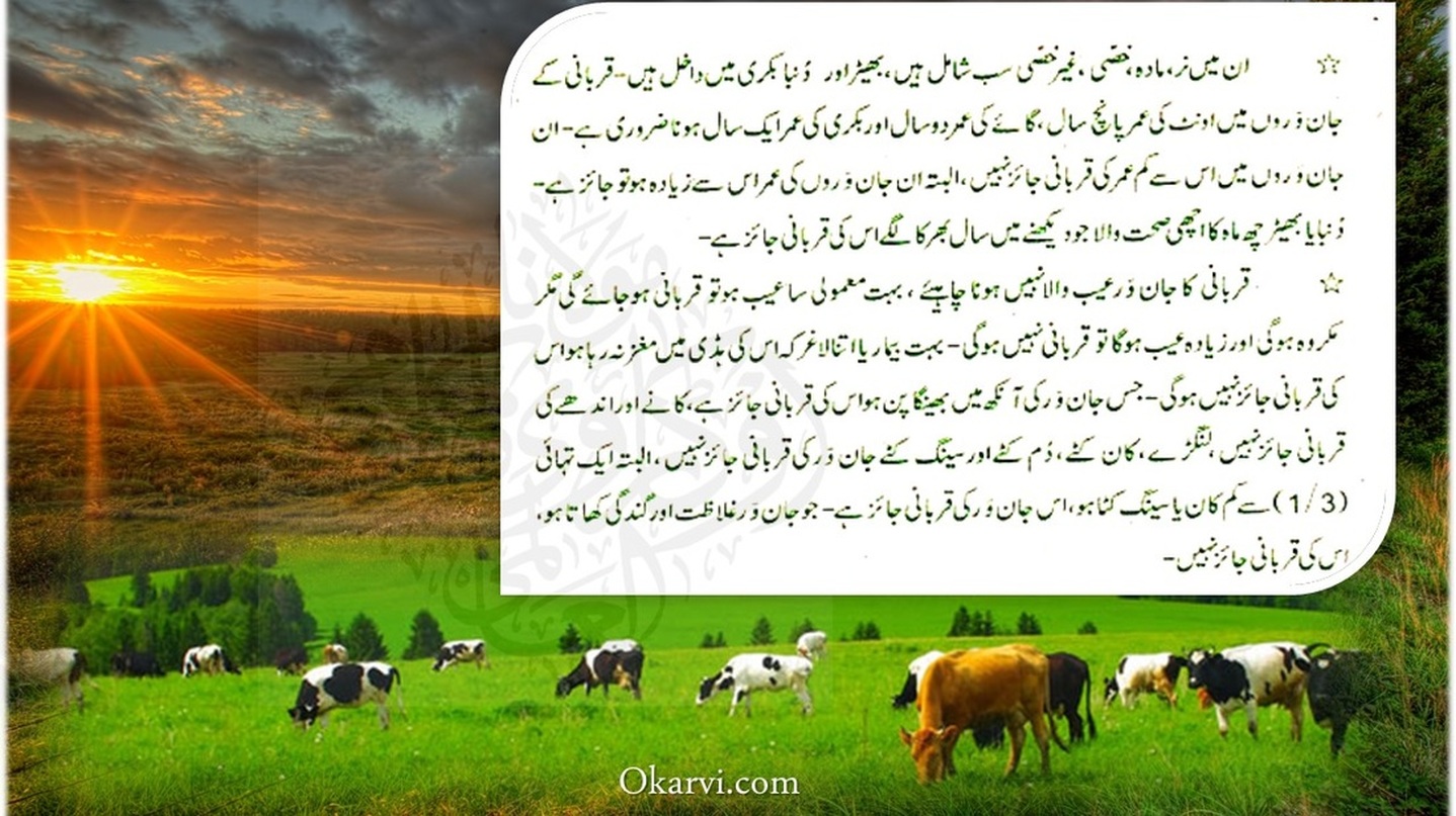qurbani cows animals